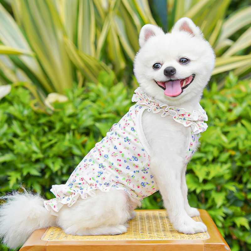 فستان أنيق للكلاب بنقشة الزهور - مراجعة Summer Loving Clothing وسعره